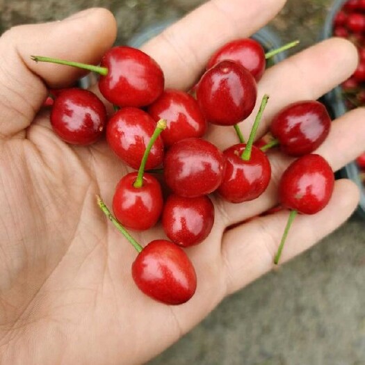 纳雍县纳雍总溪河玛瑙红樱桃