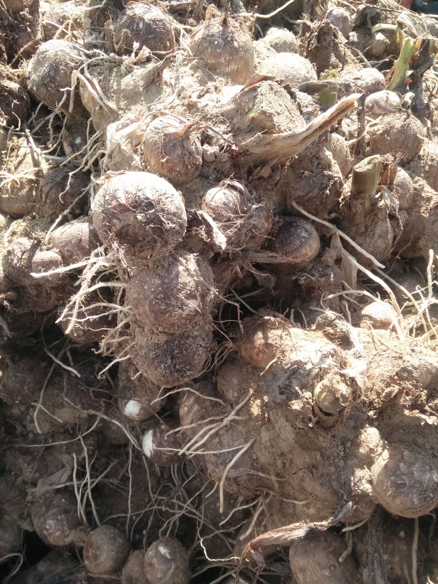 芋头种 毛芋头个头大小适中，有需要的老板可以联系我