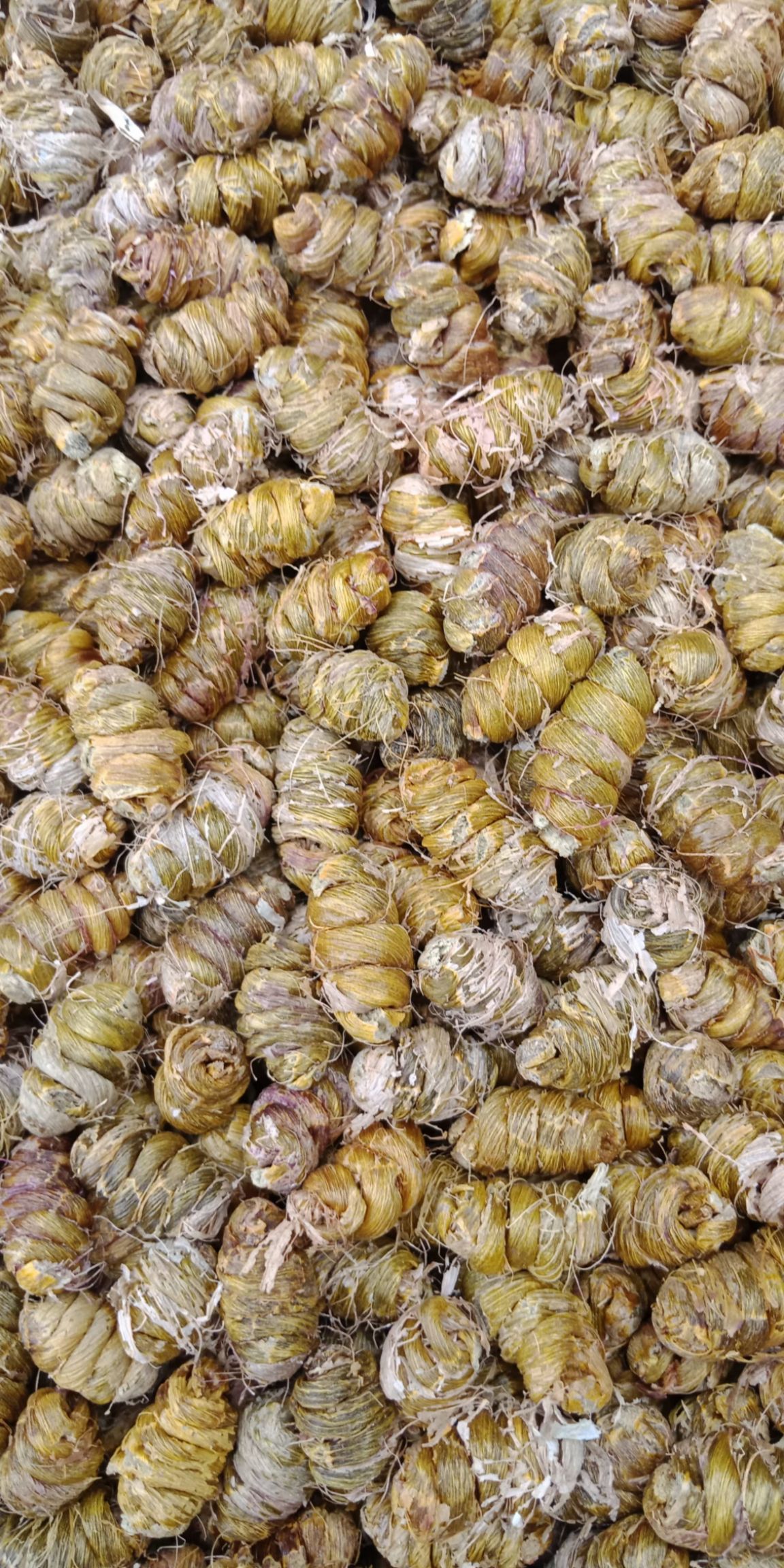 铁皮石斛 黄鑫六号