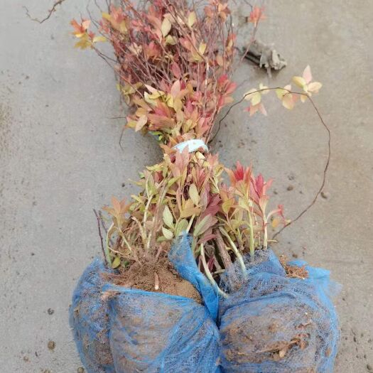 定州市绣线菊、金焰绣线菊、金山绣线菊、河北绣线菊、定州绣线菊