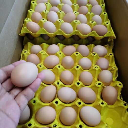 【一件代发】农家生态散养土鸡蛋粉壳绿壳蛋，精选新鲜富硒鸡蛋