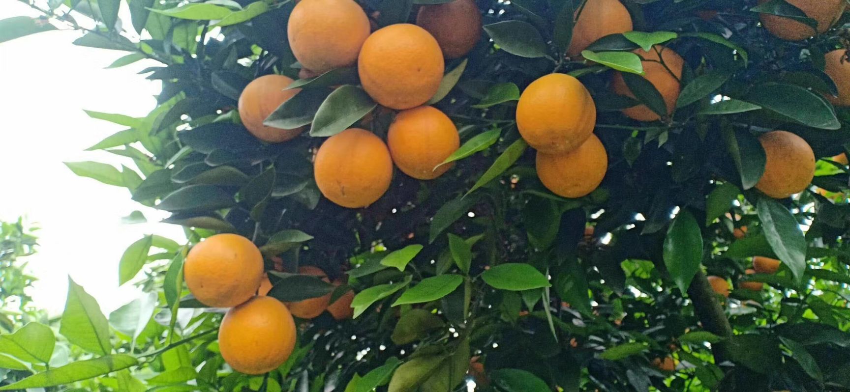 夏橙  甜中带点酸 口感好