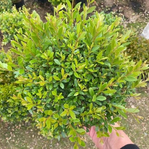 漳平市精品赤楠小苗   常年青绿  可做造型 基地直销 可一件代发