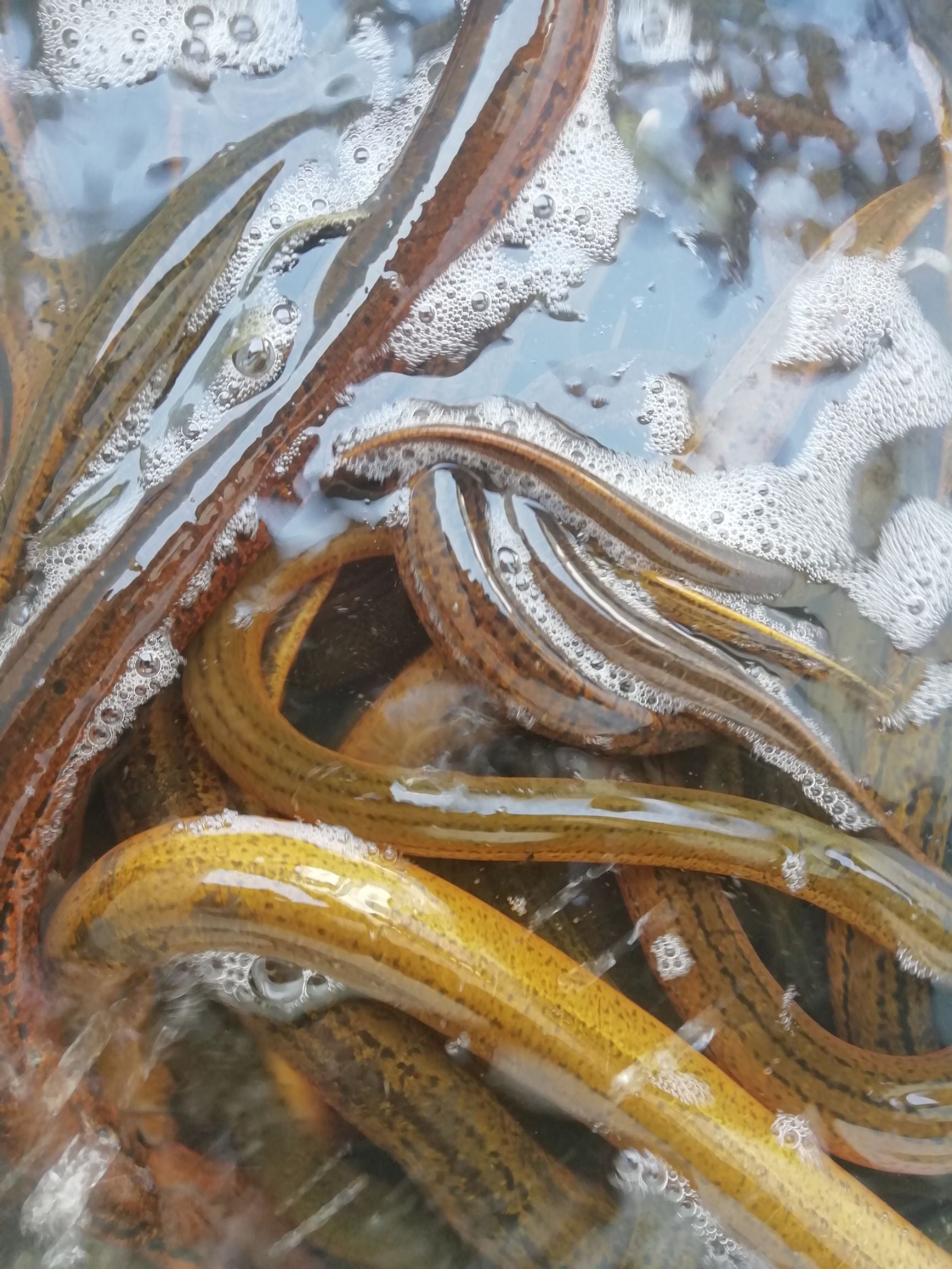 湖北潜江本地~土黄鳝  （一手货源）专线物流运输