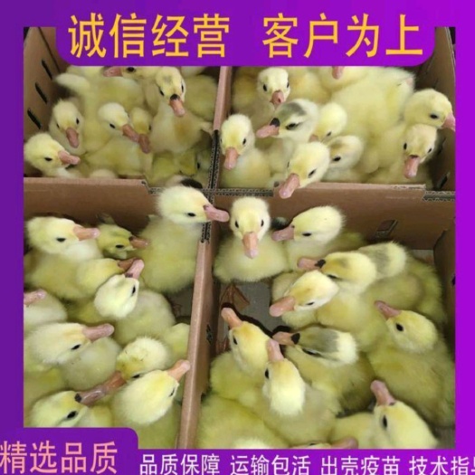 哈尔滨纯种三花鹅苗 免费防疫 送货上门