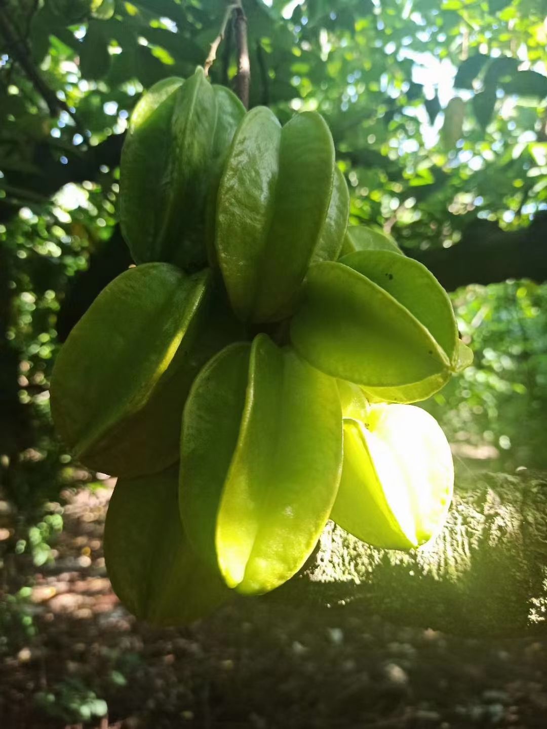 甜蜜桃苗 楊桃苗