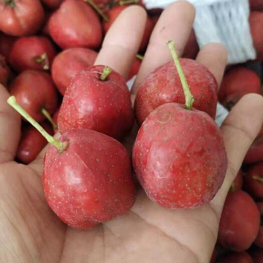 平邑县大五棱山楂  大五楞  硬度好  颜色好  个头均匀  无虫