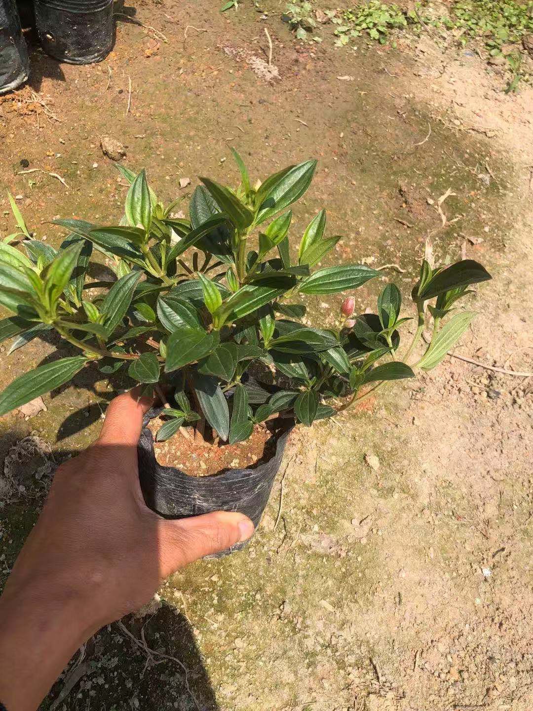 荷包牡丹 紫牡丹