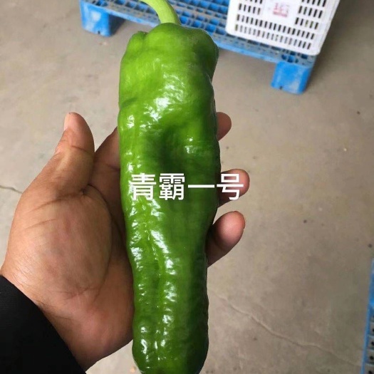 郑州 大型果泡椒种子 抗病强 皮薄肉脆辣 高产 泡椒专用种子