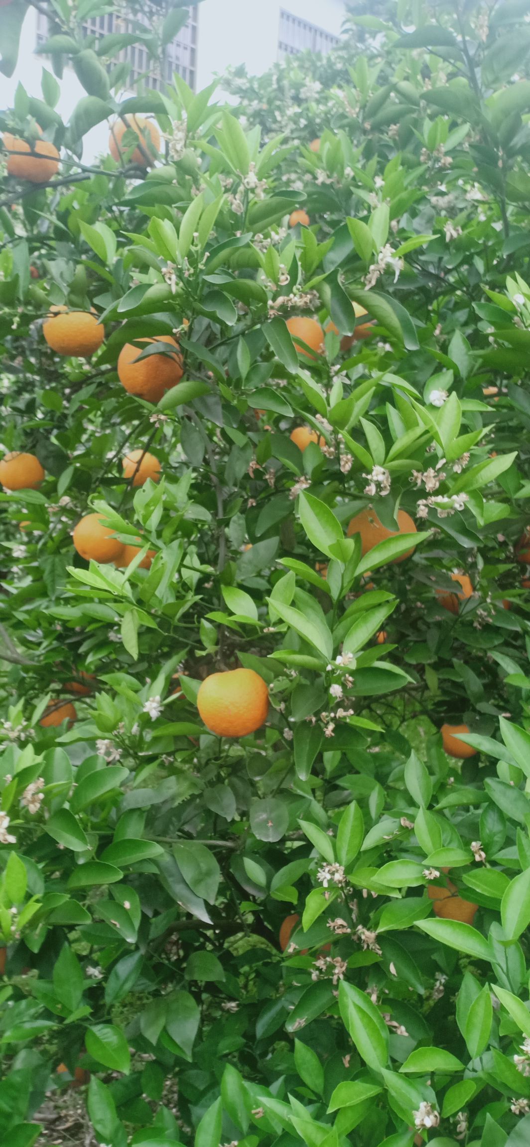 夏橙  甜中带点酸 口感好