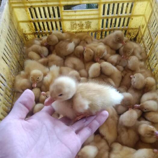 南宁桂柳白鸭苗 白鸭苗 樱桃谷白鸭苗 肉鸭苗 白番鸭苗厂家直供