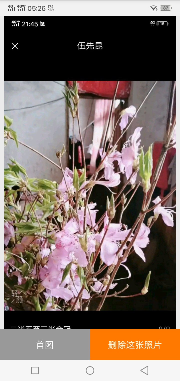 紫杜鹃 2.0~2.5米