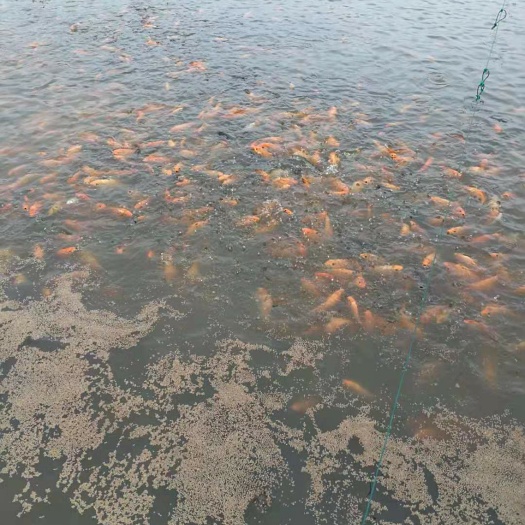 德清县金鲤鱼 大红鲤鱼