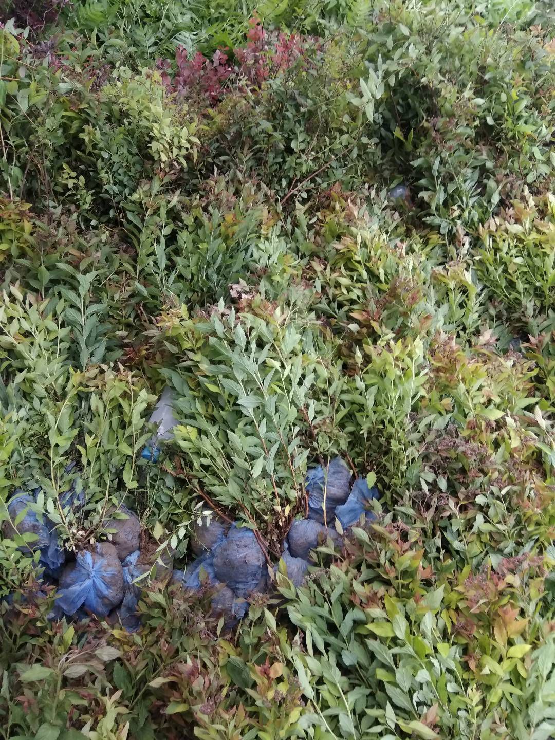 绣线菊、金焰绣线菊、金山绣线菊、河北绣线菊、定州绣线菊