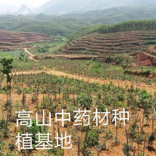 东源县 山地，荒地，农场招租或合作（免租金）水电路三通，有厂房及宿舍