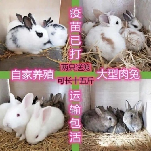 叶县獭兔  满月兔                  月月兔～～～～～～