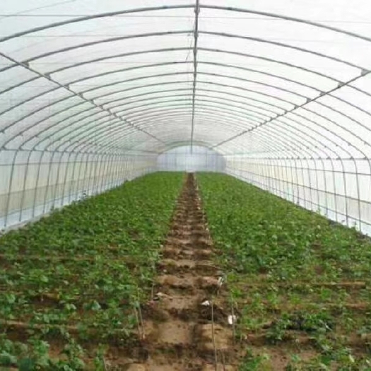 沭阳县大棚设备 温室大棚蔬菜大棚养殖棚