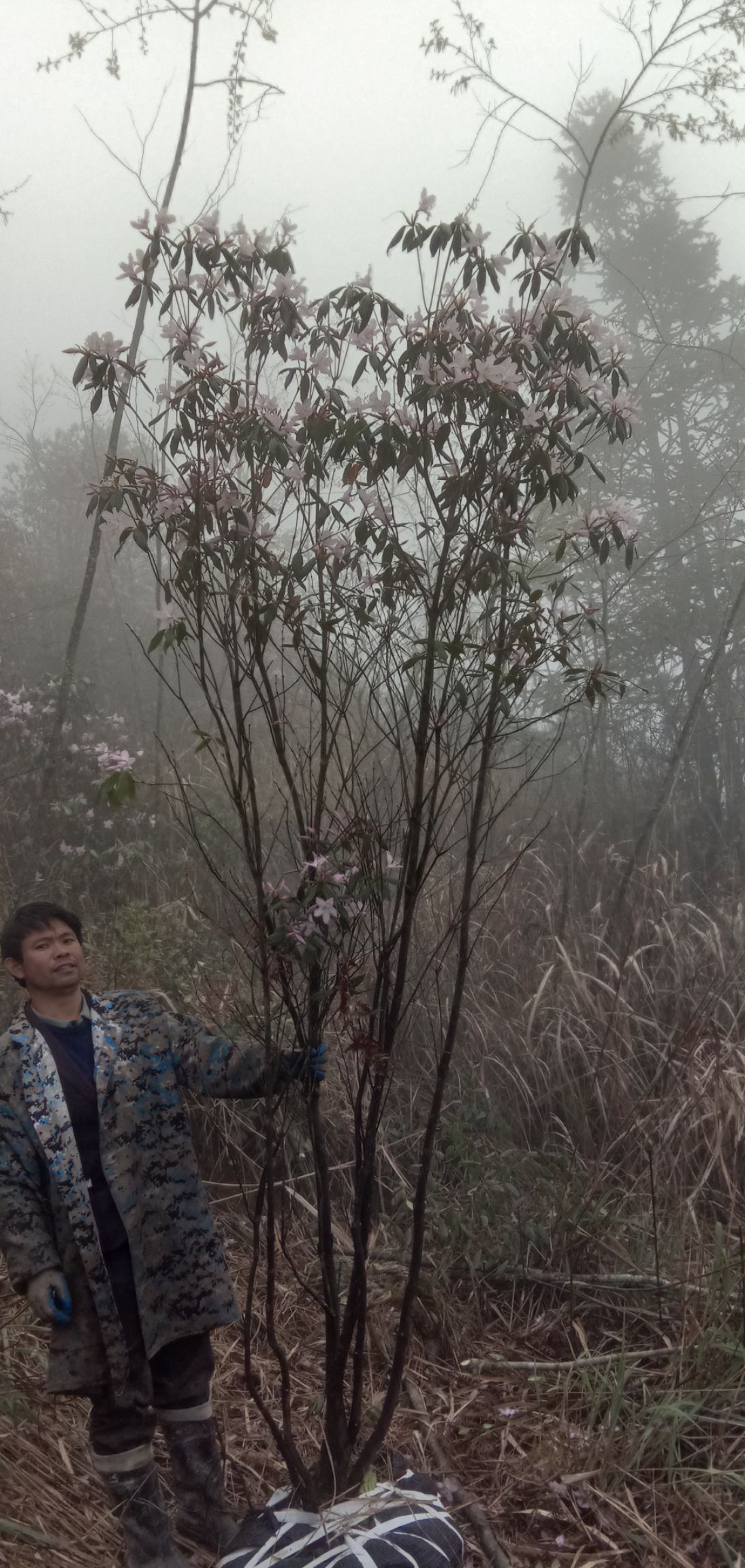 紫杜鹃 2.0~2.5米