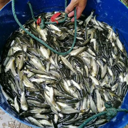 沅江市鲤鱼苗 鱼苗供应