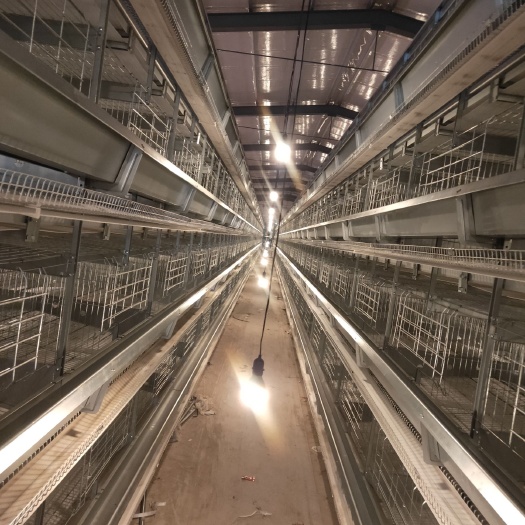 西平县养殖设备  自动化养鸡设备笼网，饮水器，喂料机，捡蛋机，清粪带，