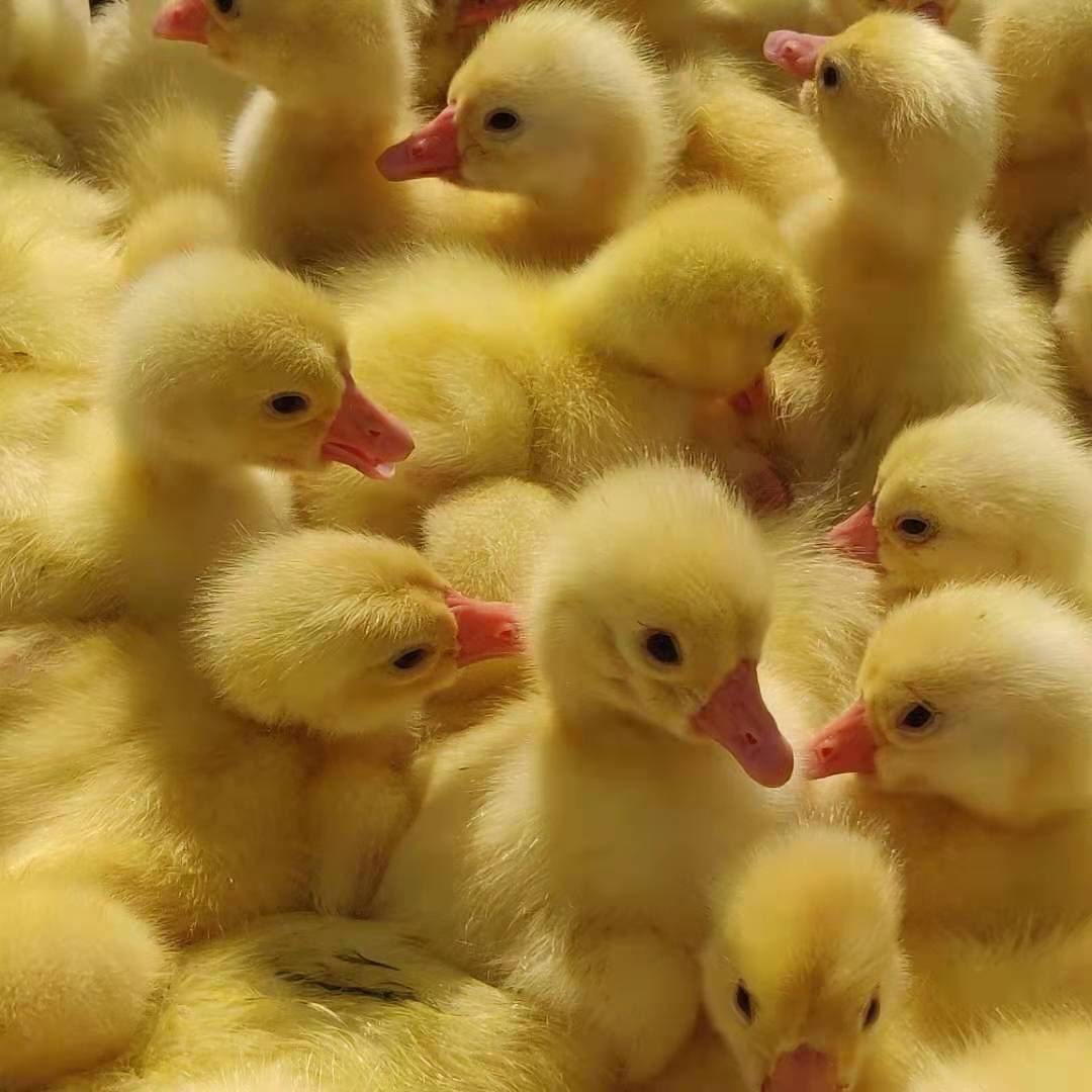 白鹅苗  扬州鹅供应 浙东大白鹅鹅苗   泰州鹅