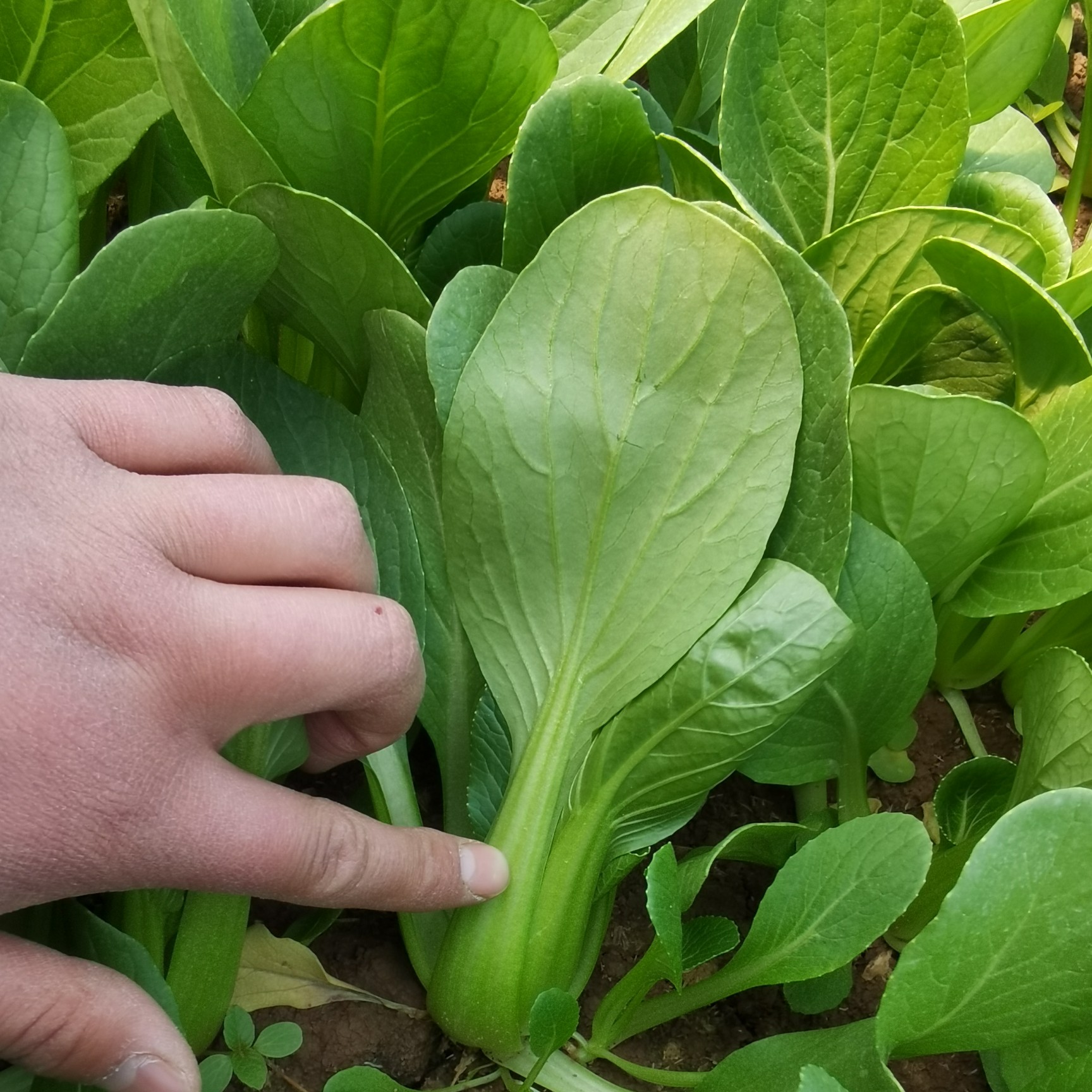 [青梗菜種子批發]青梗菜種子 大包裝更實惠(400克) 綠幫一號價格50元