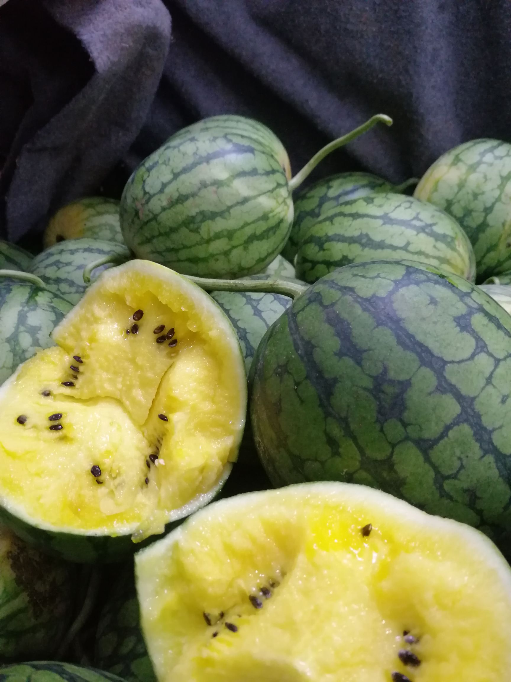 特小凤西瓜  基地大棚种植无公害食品黄心薄皮风味独特