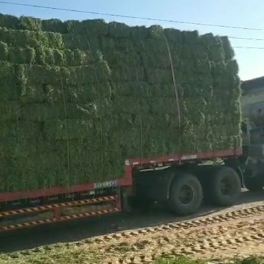 盐池县 苜蓿草