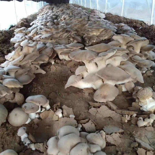 丹江口市蘑菇  武当灵芝菇