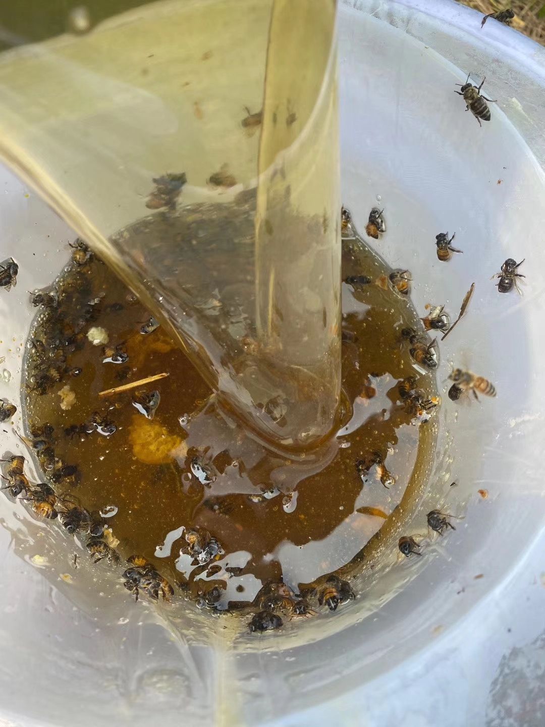  龙眼蜜 蜂蜜 非荔枝蜜鸭脚木蜜椴树蜜洋槐蜜枇杷蜜桂花蜜