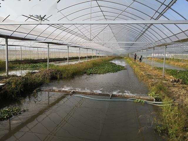 沭阳县大棚配件 温室大棚连栋棚种植棚养殖棚