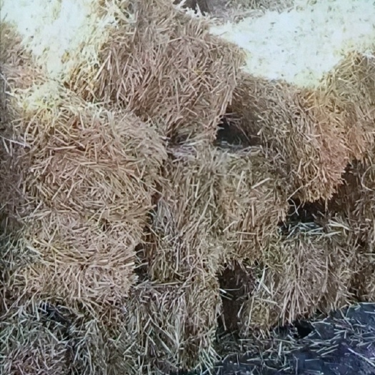 景泰县玉米秸秆