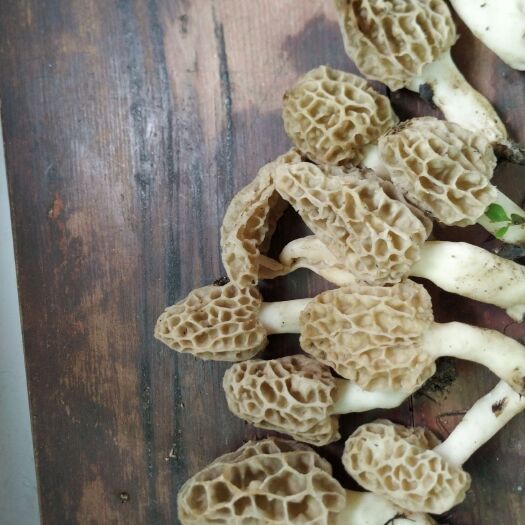 金寨县 羊肚菌野生