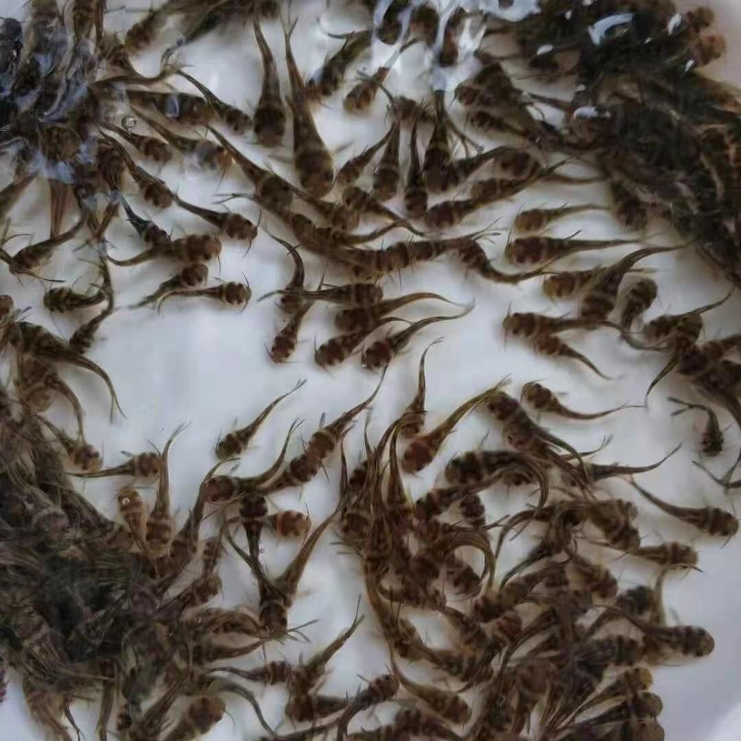  黄骨鱼苗  黄颡鱼批发 改良大品种 长势快