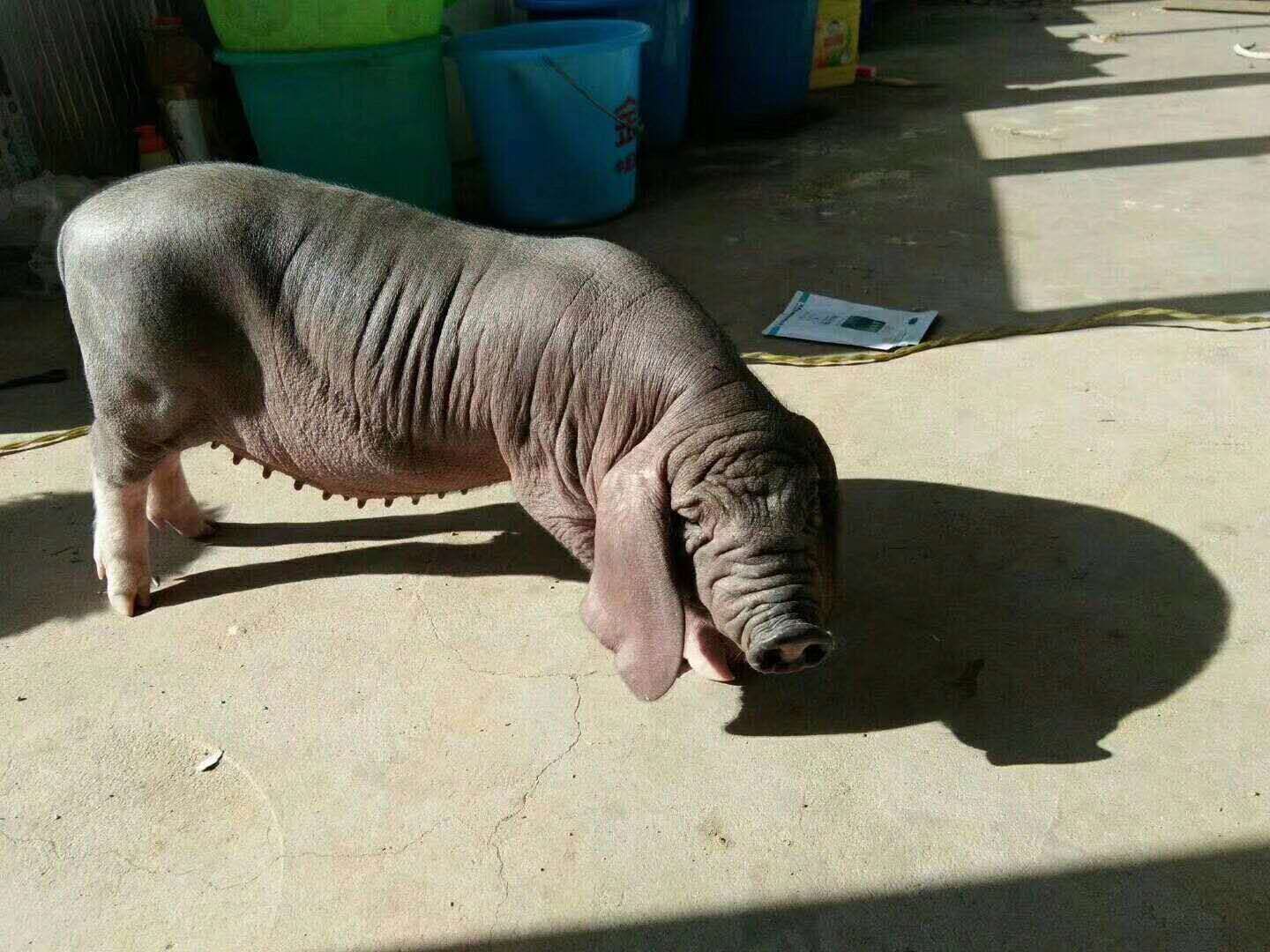 太湖猪  太湖原种母猪，母猪，产仔多，好饲养，物流发货，