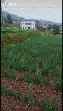 重庆市 四季葱