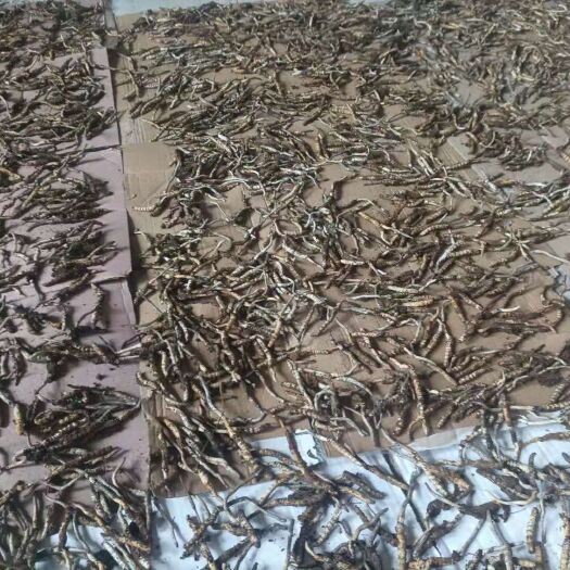 松桃县虫草  冬虫夏草