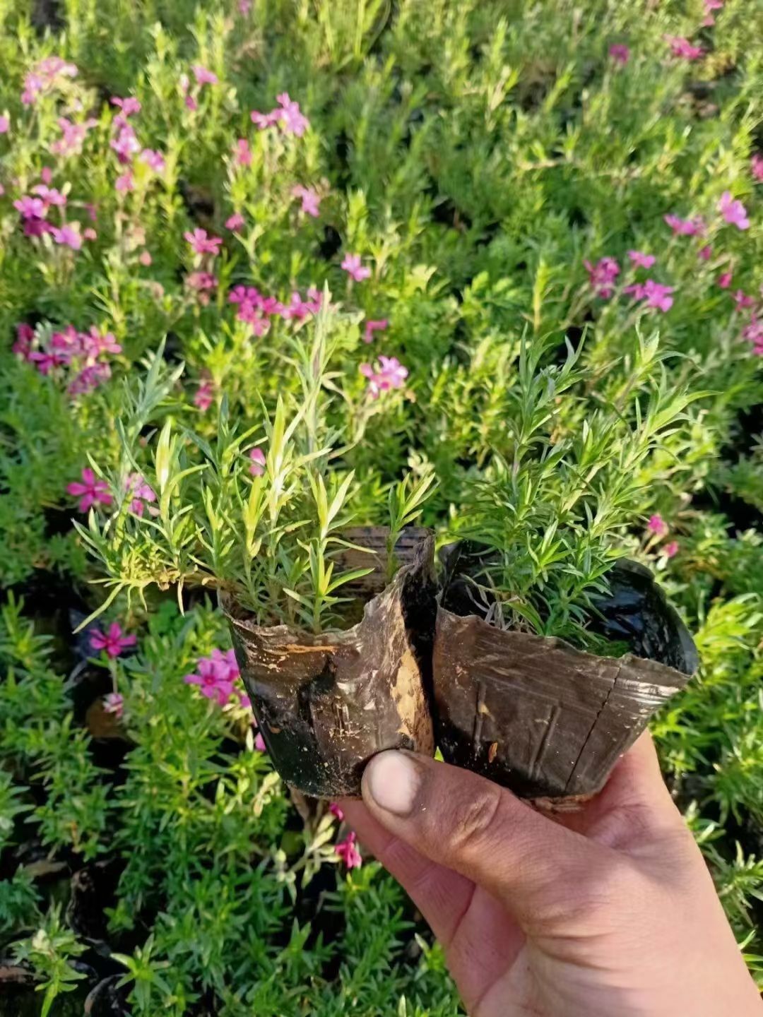 丛生福禄考（芝樱），丛生福禄考（芝樱）价格，丛生福禄产地