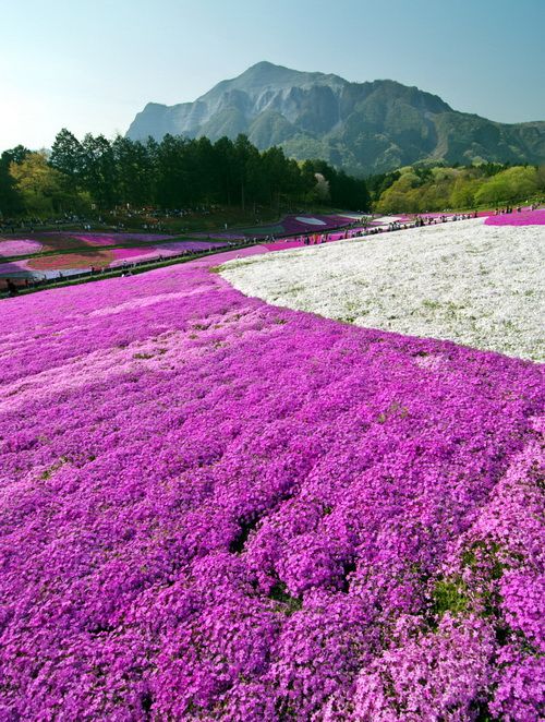 丛生福禄考（芝樱），丛生福禄考（芝樱）价格，丛生福禄产地