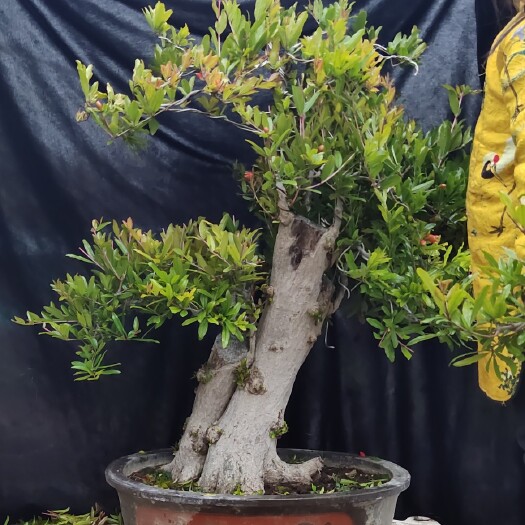 枣庄石榴盆景 我是石榴小妹，我的家乡在万亩石榴园，有着上千年的石榴历史，