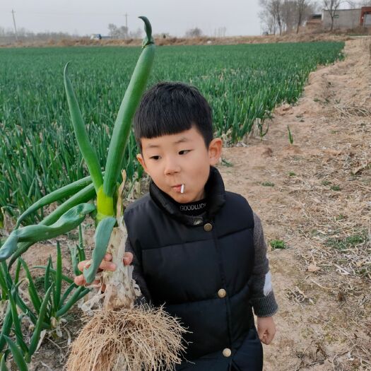 武邑县九条小香葱