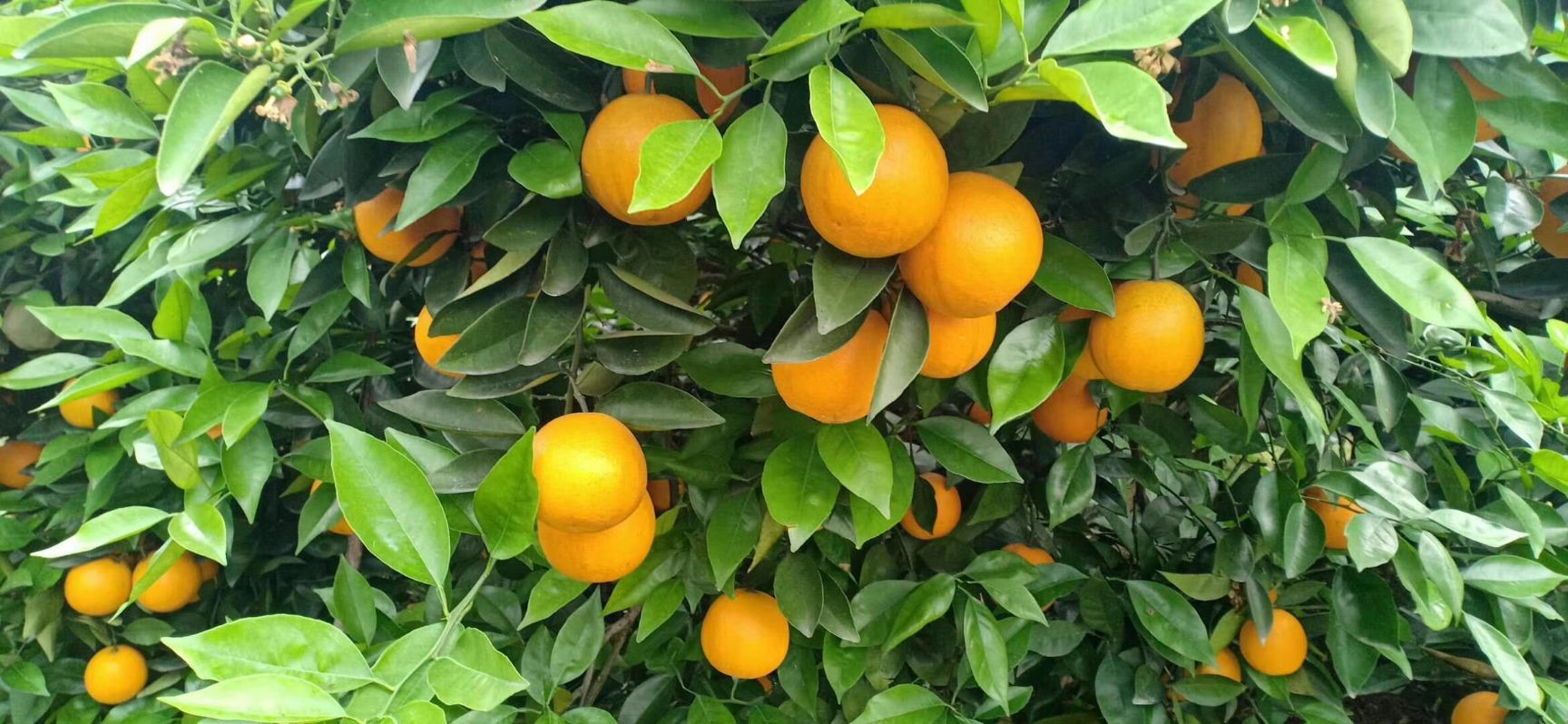 夏橙  甜中带点酸 口感好
