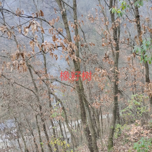十堰灌木林地 橡树林地