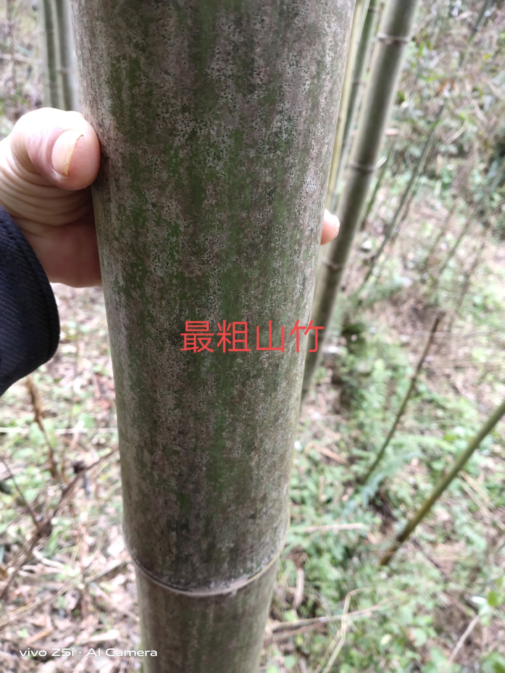 旱地 竹林流转