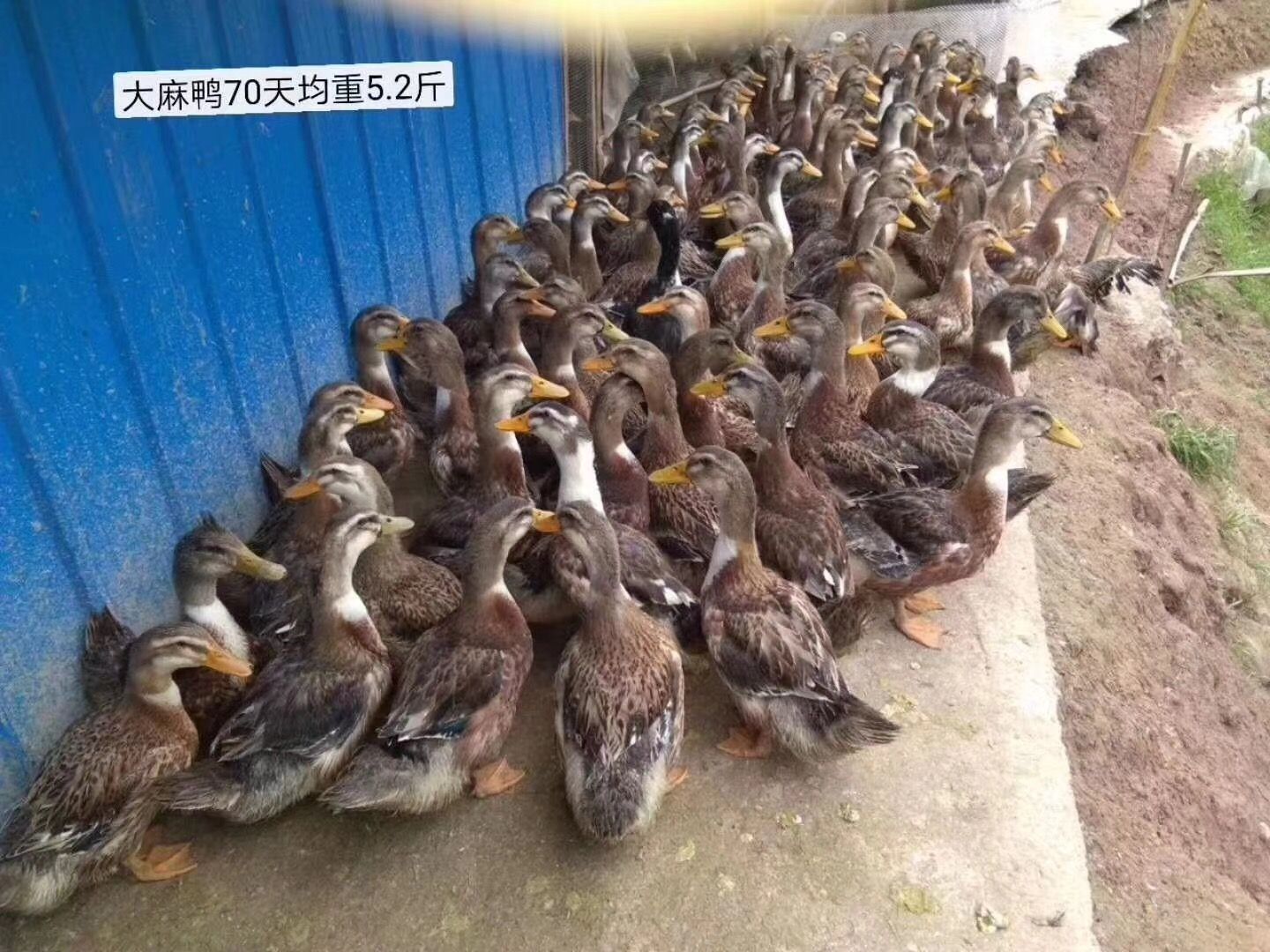 麻鸭活苗肉鸭苗提供养殖技术包路损成活