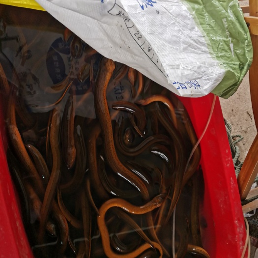 监利市华丰9号黄鳝 自捕黄鳝鱼，不是自捕不要钱。