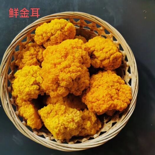 昆明金耳 新鲜金耳