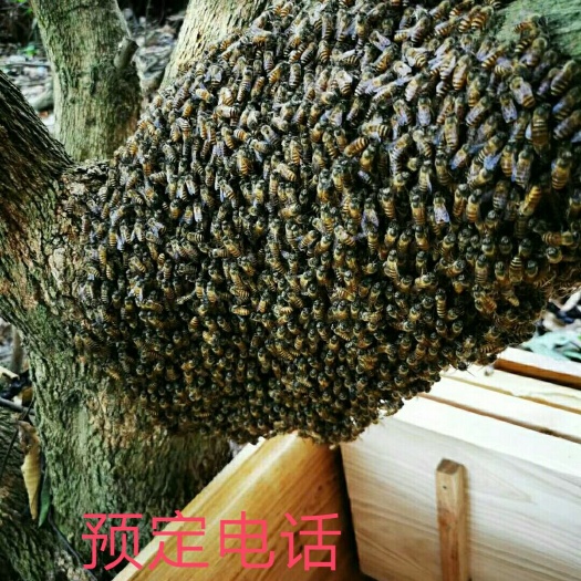阳江黑蜂 整箱蜜蜂大平卖~带蜂，带脾，带糖
