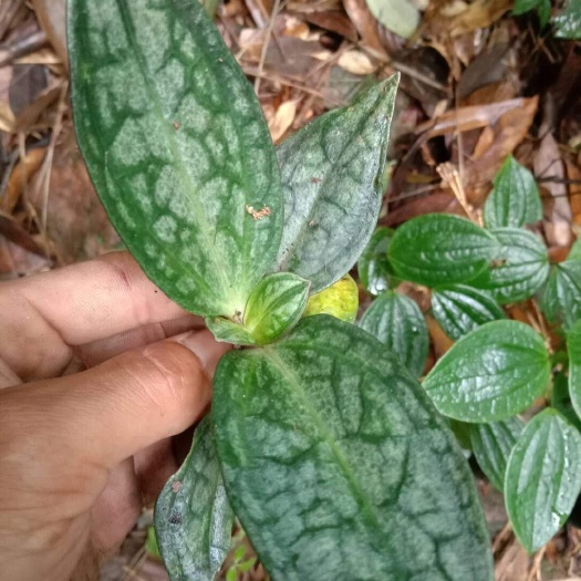 广州 肺形草