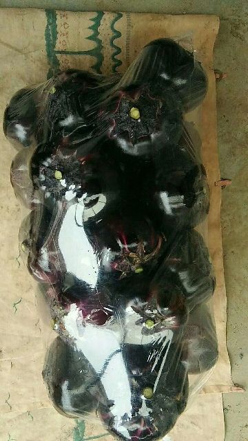 圆茄 河北省邯郸市永年区